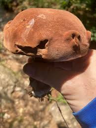 Image result for Sutorius eximius