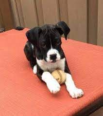 Black boxer puppies with a nice temperament are playful and curious. Black Boxer Dogs Can The Black Boxer Exist Unique Breed Coloring