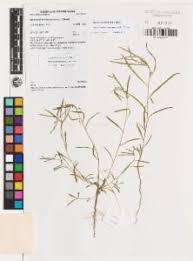 Image result for Afrohybanthus