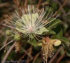 Image result for Maerua cafra