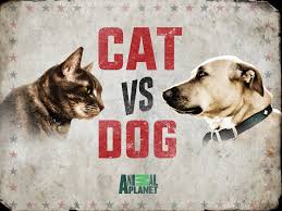 He learned cat behavior through his work with rescue cats, originally with the. Watch Cat Vs Dog Season 1 Prime Video