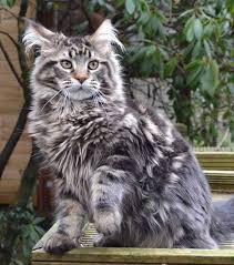 Black And Grey Maine Coon Kittens For Sale Pin On Cats