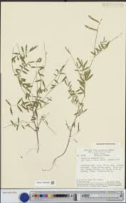 Image result for Tephrosia nyikensis