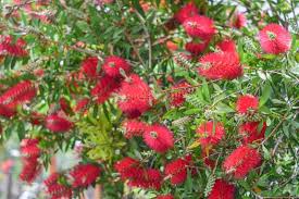 Image result for Callistemon