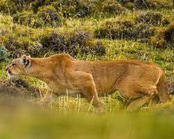 Cougar Age and Sex Identification Guide - Mountain Lion Foundation