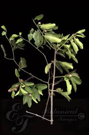 Image result for Scutia