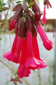 Image result for Cantua