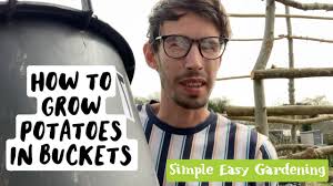 Explore our huge selection today! How To Plant Potatoes In Buckets Potato House