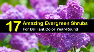 Also, a common trait of many flowers that attract hummingbirds is they are long and tubular. 17 Amazing Evergreen Shrubs For Brilliant Color Year Round