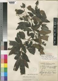 Image result for Searsia leptodictya