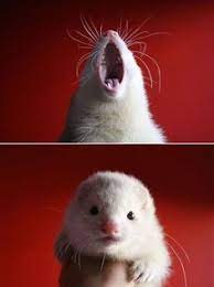 68 Best Pets Images Pets Cute Animals Baby Animals