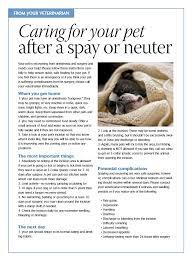 Caring For Your Pet After A Spay Or Neuter Dog Spay Recovery Dog Care Neutering Dogs