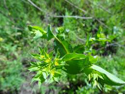 Image result for Afroligusticum