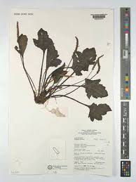 Image result for Plantago palmata