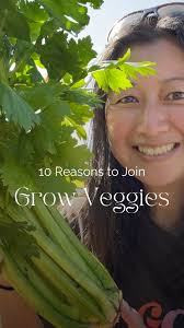 The lovage is growing so tall. Noticed how well @ottersol lovage was  growing thought I would check