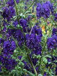 Perennial Plants Perennials Cottage Garden Plants Plants