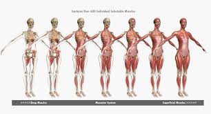 Female body torsos by may12324 on deviantart. Female Muscle Anatomy 3d Model