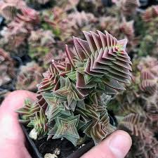 Image result for Crassula capitella