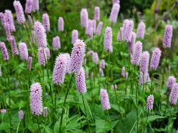 Image result for Persicaria glomerata