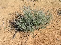 Image result for Pollichia