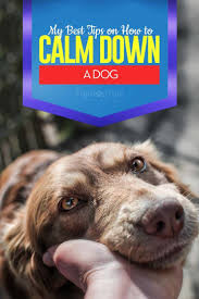 How To Calm Down A Dog Dog Training Basic Dog Training Calm Dogs