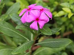 The wildflowers of the sonoran desert typically appear after a rain, some after the winter rains, and some after the summer monsoons.. Pin On Grazie