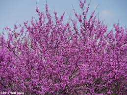 Maybe you would like to learn more about one of these? Eastern Redbud Cercis Canadensis