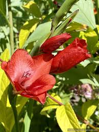 Image result for Gladiolus huillensis