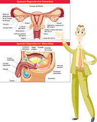 Sistema reproductor humano