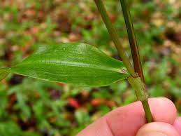 Image result for Commelinaceae