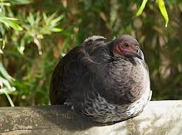 How to deter brush turkeys from garden. Brush Turkey