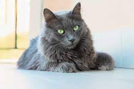 Is The Nebelung Cat Breed Hypoallergenic
