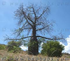 Image result for Erythrina madagascariensis
