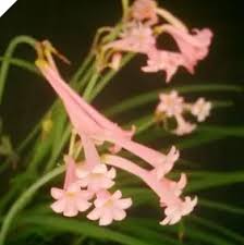 Image result for Cyrtanthus mackenii