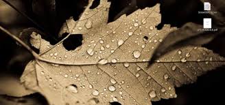 Résultat de recherche d'images pour "ubuntu lucid lynx wallpapers"