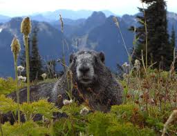 Unser alpenmurmeltier hört ganz einfach auf den namen harry. Murmeltier Steckbrief Jagdbare Wildarten Jagdfakten At