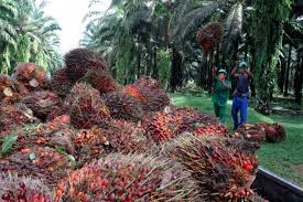 Getting Our Act Together Sustainability In The Malaysian Palm Oil Industry Pulau