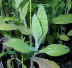 Image result for Emilia coccinea