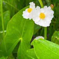 Image result for Loxogramme latifolia