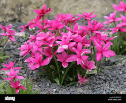 Image result for Hypoxidaceae