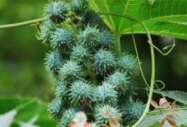 Mamona (sometimes mamuna) is a synonym for mammon among slavs. Oleo De Mamona Campestre Oleos Vegetais
