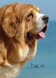 S Is For Spanish Mastiff Spanish Mastiff Mastiff Dogs Mastiffs