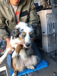 Check spelling or type a new query. Aussies Doing Things On Twitter Last Week 25 Miniature Australian Shepherds Were Rescued From A Large Puppy Mill Near Colorado Springs Co National Mill Dog Rescue Did An Amazing Job Saving These