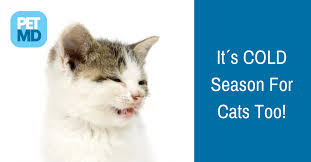 Pin On Pet Care