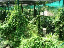 Sangeeee at taman ramasangeeee at taman rama. Moms Trip Day 6 Kuala Lumpur Butterfly Park Taman Rama Rama Shaolintiger Kung Fu Geekery