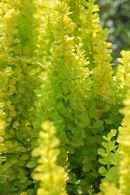 Wondering how much to water cacti? Japanese Barberry Golden Torch Berberis Thunbergii Golden Torch Purple Leaf Barberry Golden Torch Barberry Golden Torch Plants Flowers 99roots Com