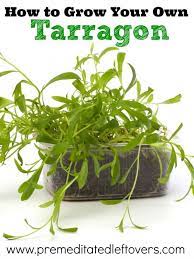 Pin On The Best Gardening Tips For Home Gardeners