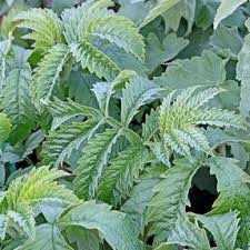 Image result for Melianthaceae