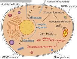 The suited soil ph value of black nightshade is between 5.5 and 6.5. Voyage Inside The Cell Microsystems And Nanoengineering For Intracellular Measurement And Manipulation Microsystems Nanoengineering