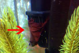 Some betta fish will also sink to the bottom of the tank if they you will, however, get a fairly nasty infection on that cut. Waking Up To A Dead Betta Or Not My Aquarium Club